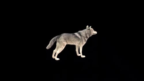 Realistic Animated Wolf Rotating 360 Degrees