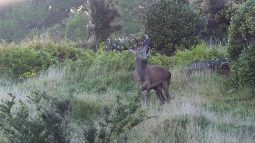 ein roter Hirsch brüllt in hoher Geschwindigkeit