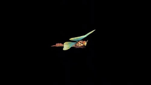 Dragonfly Fly 3