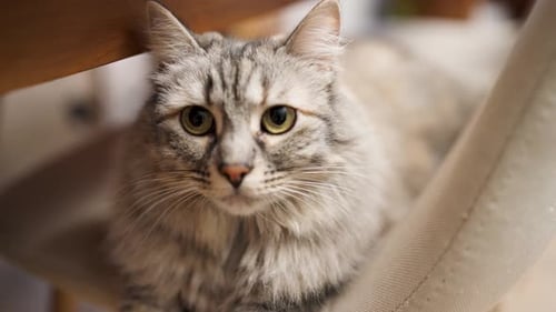 Extreme Close Up of a Curious Grey Domestic Cat with Beautiful Green Eyes
