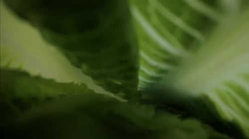 Head of Lettuce Placed on Cutting Board