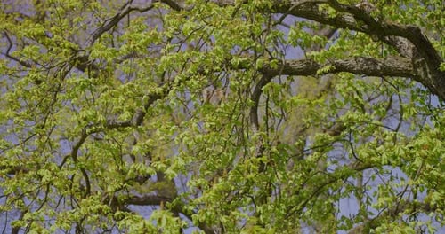 Fresh Green Leaves on Spring Tree Branches Against a Blue Sky
