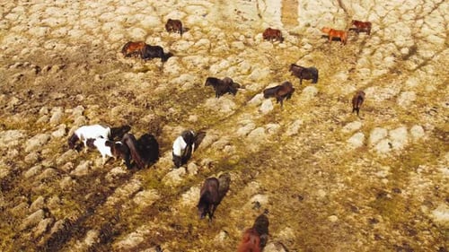 Large Herd of Horses In Icelandic Nature Golden Mountain Meadow at Autumn Rural Scenic Area in