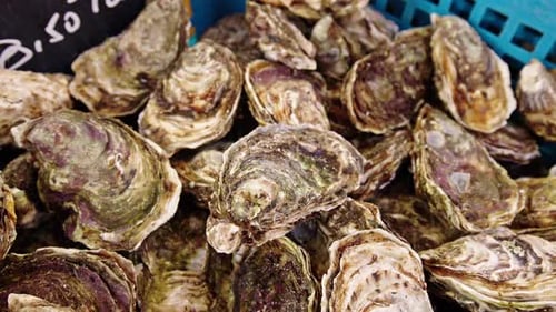 Frische Austern werden auf einem lokalen Markt ausgestellt und laden Feinschmecker zu einem köstlichen Erlebnis ein