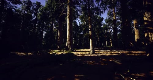 Sunlight Filters Through Tall Trees in a Tranquil Forest Setting