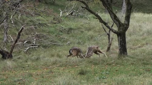 Fighting fallow deer in the rutting season