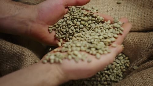 Male Hands Picking Fresh Raw Coffee Beans From a Bag at Coffee Production Concept for Making Hot
