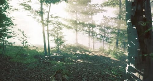 Soft Sunlight Filters Through Trees in a Tranquil Forest Setting