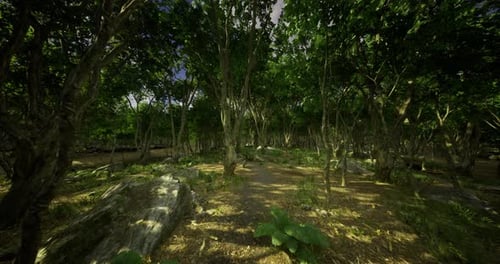 Explore a Lush Forest Path Surrounded By Vibrant Greenery and Rocks