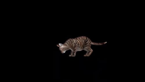 Animated Realistic Tabby Cat Eating Drinking Motion Loop