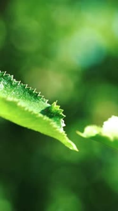 leaves of plants are hesitating from water drops on the background of garden in the summer.