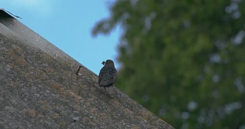 Pájaro salvaje del bosque: estornino común sentado en el techo y come bichos en un día de primavera, a cámara lenta