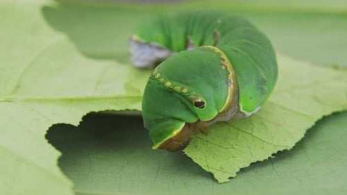 Caterpillar Insect On Green Leaf Eating C0412 B A