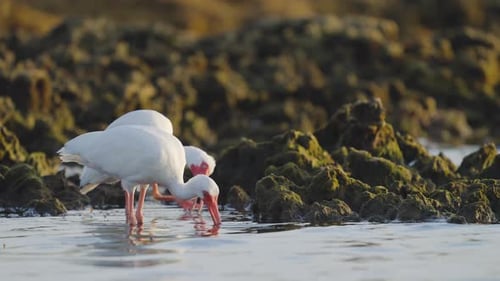 White Ibis Feeding in Water by Rocky Reef 2