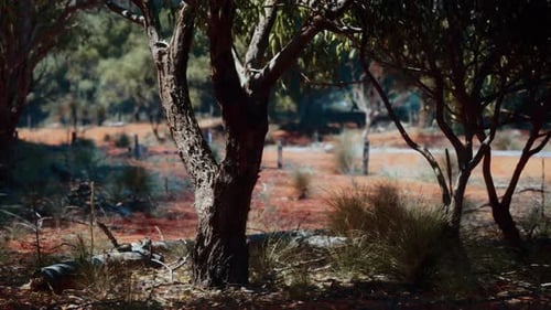 Hiking Trail Through the Bush at Western Australia