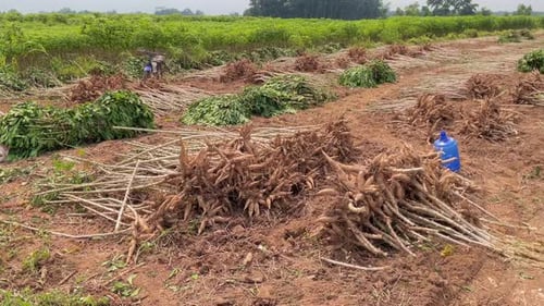 cosechar yuca