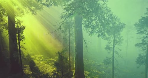Sunlight Filtering Through Trees in a Serene Forest During Morning Hours