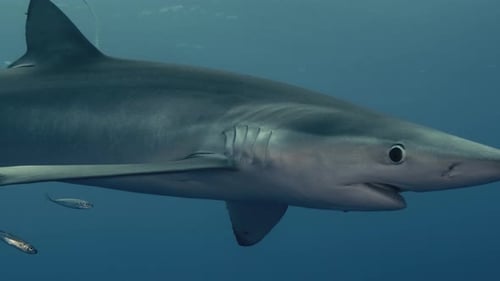 Single Blue Shark swimming close to diver during a shark dive adventure in the Azores