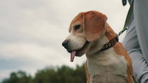 Beagle Dog Sitting and Panting While Trainer Stands Beside During Outdoor Session