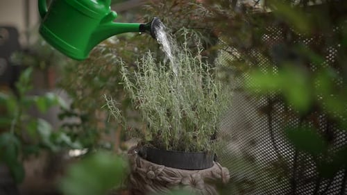 A Beautiful Lush Herb Garden Featuring a Watering Can Positioned in the Background