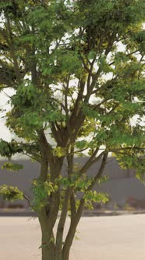 Small Tree With Green Leaves