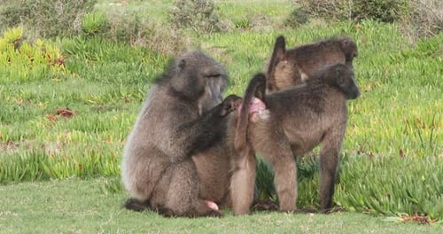 Chacma baboons in Southern Africa
