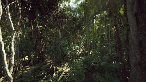 Secluded Woodland Area with Lush Greenery and Mysterious Ambiance