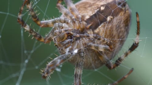 Araignée