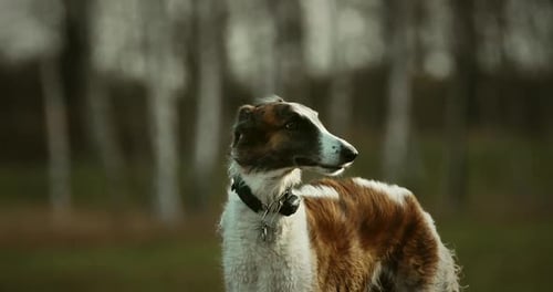 Gros plan, chien russe, Barzoï