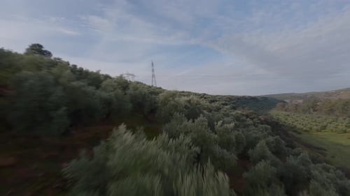 An olive grove in Andalusia catches the last rays of direct sunlight on a spring afternoon in this d