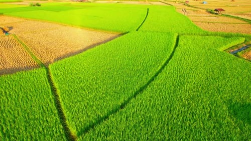 Aerial video of drones flying over rice and beautiful landscapes