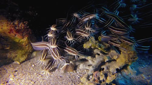Tropical Striped Catfish Cleaning Home