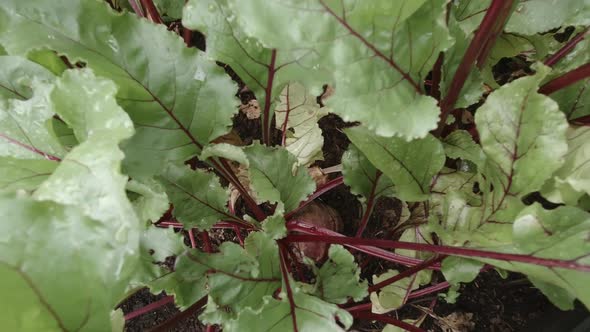 Healthy leafy green beetroot crop plants growing in vegetable garden ...