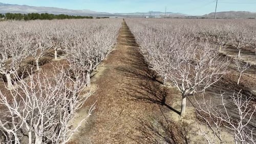 Aerial push-in down a row of orange grove trees in the middle of winter. Trees are showing only the