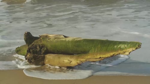 Moldy wooden log on a sand beach
