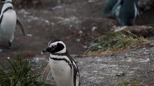 Magellanic Penguin Walking Around In Isla Martillo, Tierra del Fuego, Argentina - Close Up