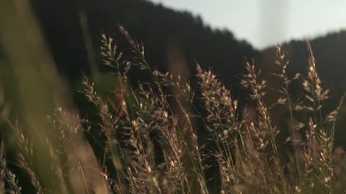 Golden light in the high grass field during spring, low angle through the grass, slow motion 4K