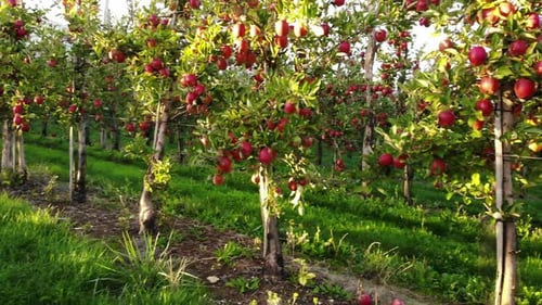 Flying in Apple Orchard