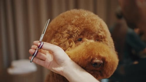 Adorable Poodle Gets a Haircut Close Up
