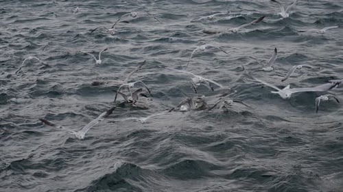 flying seagulls on Lake Baikal grab food, The nature of Lake Baikal in Siberia