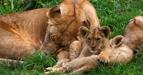 African Lion, panthera leo, Female and Cub Sleeping, Real Time 4K
