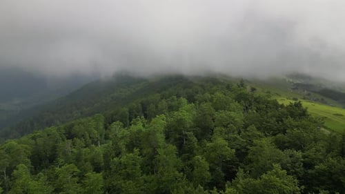 Dense green forest in the mountains. Morning forest in the fog. Alpine atmosphere. Forest landscape.