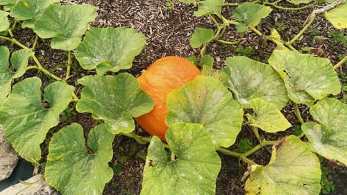 Abóboras no jardim Cultivando abóboras em uma horta