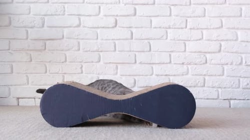 Gato doméstico engraçado brincando com arranhador de gatos em casa