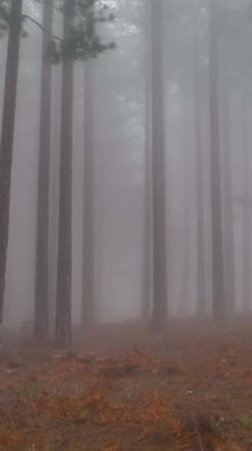Vertical Video Misty Forest Flight Between Trees in the Foggy Forest