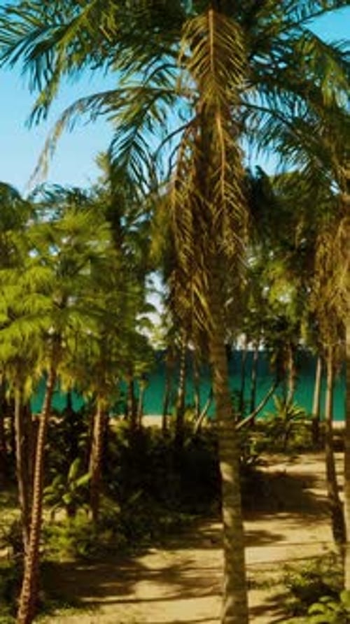 A Beach with Palm Trees and the Ocean in the Background