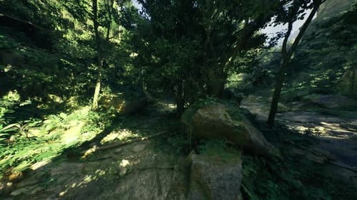 Quiet Forest Sanctuary Adorned with Root Motion and Gentle Sunlight