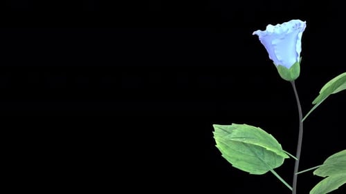 Natural Blue Blooming Hibiscus Flower Side Angle View