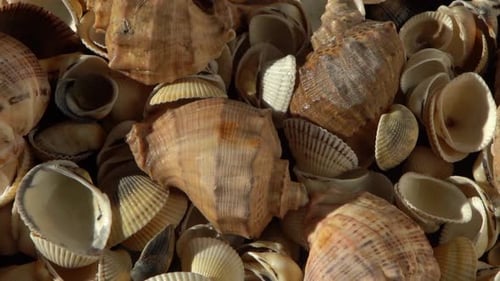 Muscheln am Strand Sommerhintergrund Rapan Shell Beige Lichtfarbe Ästhetischer Minimalismus Natur