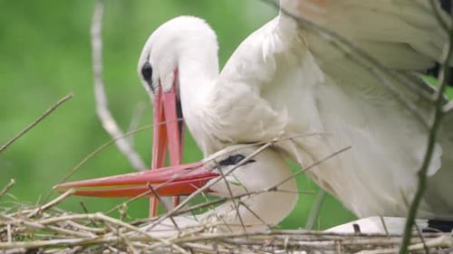 Paar Westlicher Weißstorchvögel, die sich in der Paarungszeit auf einem Baumnest paaren